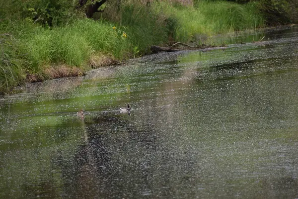 Ormandaki vahşi kuş