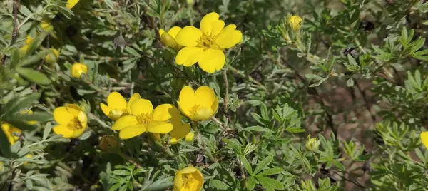 Yeşil çimlerin üzerinde sarı çiçekler