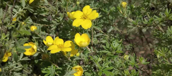 Yakın plan - çiçek açan güzel çiçeklerin görüntüsü