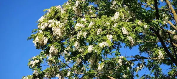 Bahçede beyaz çiçekler