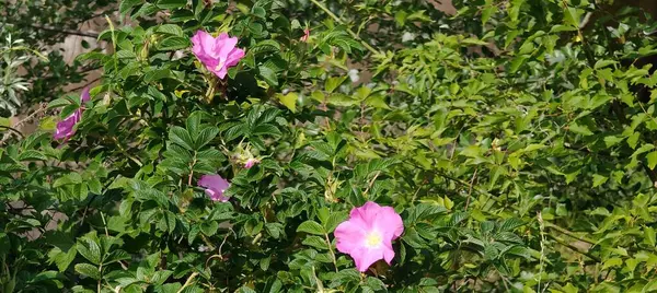 Bahçedeki güzel pembe çiçek