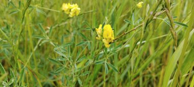 Bahçedeki sarı çiçek