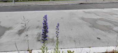 Bahçedeki güzel çiçekler