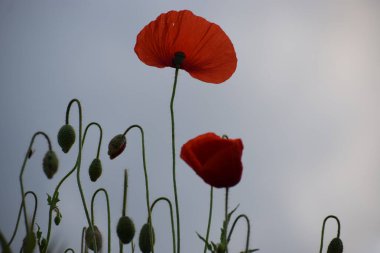 Kırmızı gelincikler tarlada