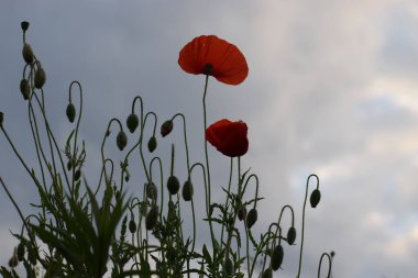 Kırmızı gelincik tarlada