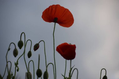 Kırmızı haşhaş tarlada