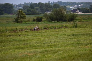 Doğal manzaranın güzel manzarası