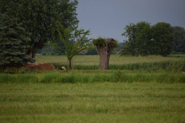 Ağaçlı yeşil tarlanın manzarası ve arka planda bir ağaç, yaz manzarası.