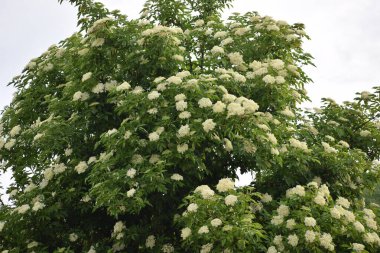 Bahçede beyaz çiçekler