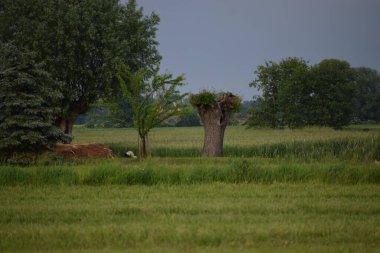 Kırsaldaki ağaçların arasında büyük bir buğday tarlası.