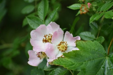 Bahçedeki güzel çiçekler