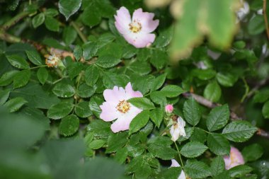 Güzel botanik fotoğrafı, doğal duvar kağıdı.