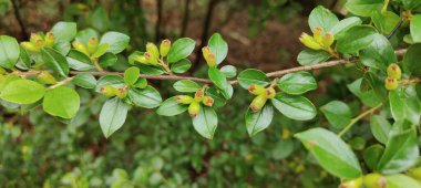bir ağacın yeşil yaprakları