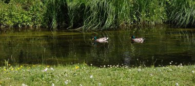 Parktaki ördekle gölün güzel manzarası.