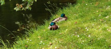 Ördekler parktaki gölette yüzerler.