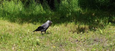 Siyah bir kuş ormanda yürüyor.