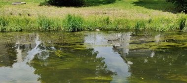 Parktaki nehrin güzel manzarası