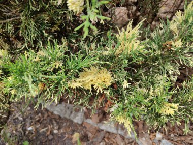 Güzel botanik fotoğrafı, doğal duvar kağıdı.