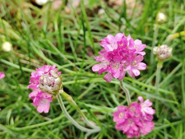 Ağaçtaki sincap deliği.