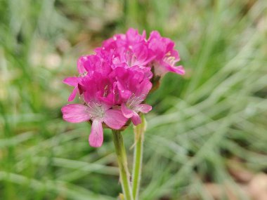 Güzel çiçekler, çiçek konsepti