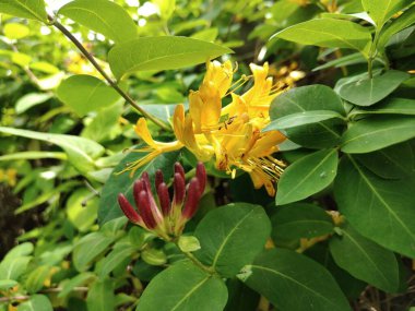 Güzel botanik fotoğrafı, doğal duvar kağıdı.