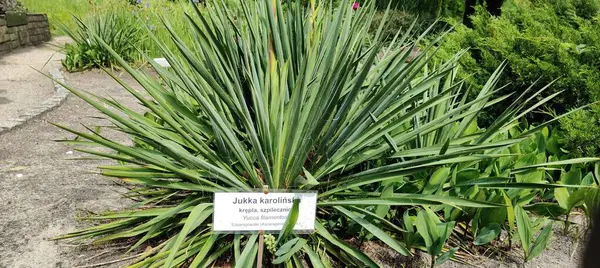 Güzel botanik fotoğrafı, doğal duvar kağıdı.