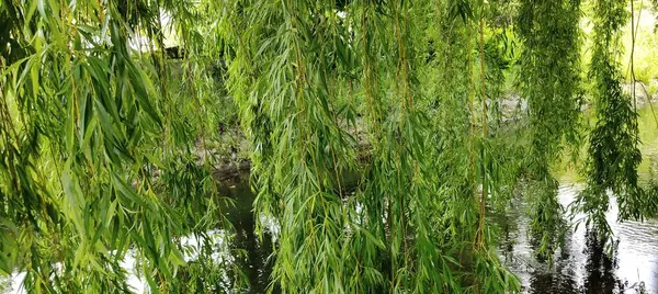 Ormanda yeşil çimenler