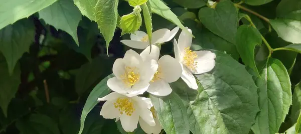 Bahçedeki beyaz çiçek