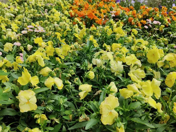 Bahçedeki güzel çiçekler