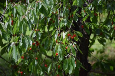 Bahçedeki ağacın olgun meyveleri.