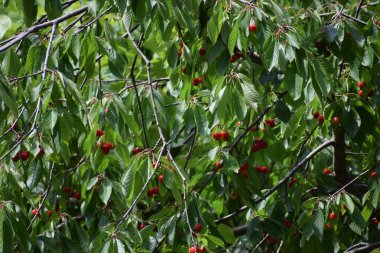 Ağacın kırmızı meyveleri, doğa bitki örtüsü
