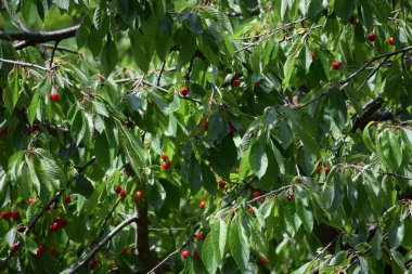 Meyve bahçesinde kırmızı kiraz