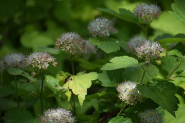 Bahçede beyaz çiçekler