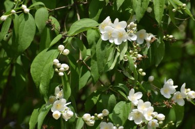 Yasemin çiçekleri bahçede
