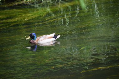 Gölde güzel bir ördek resmi.