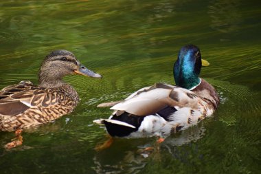 Yaban ördeği gölette yüzüyor.
