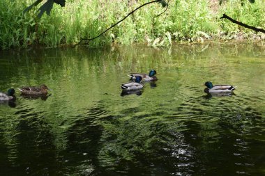 Sudaki vahşi ördekler