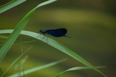 Yaprağın üzerindeki kelebek, böcek, bitki