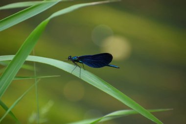 bir yaprak üzerinde mavi kelebek