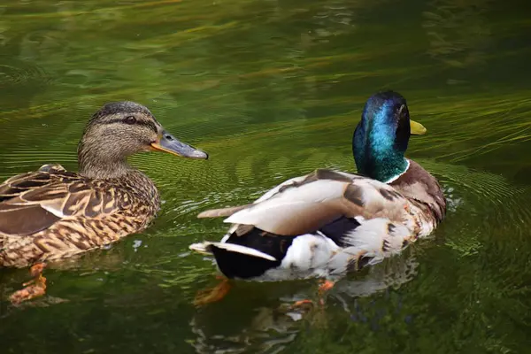 Yaban ördeği gölette yüzüyor.
