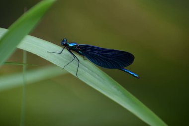 Yeşil arka planda kelebek
