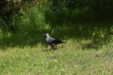 Yerde siyah bir güvercin