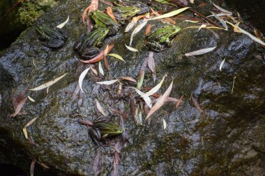 Doğanın güzel manzarası