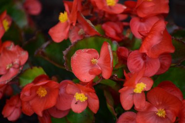 Bahçedeki güzel çiçekler