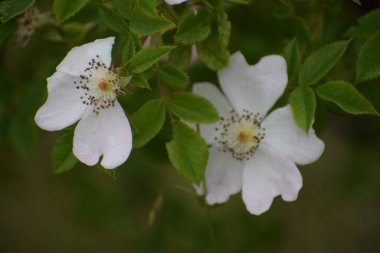 Yakın - beyaz bir kiraz çiçeğinin dalında