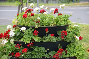 Bahçedeki güzel çiçekler