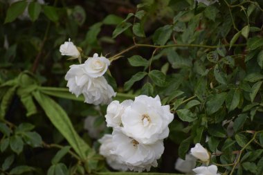 Güzel botanik fotoğrafı, doğal duvar kağıdı.