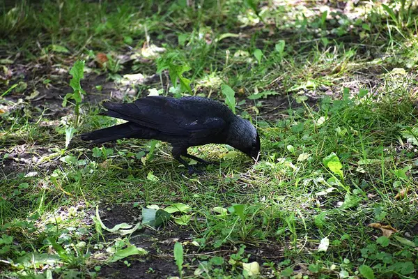Parktaki çimlerin üzerinde bir karga oturuyor..