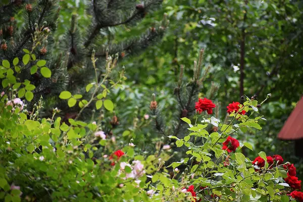 bir ağaçta kuş .....