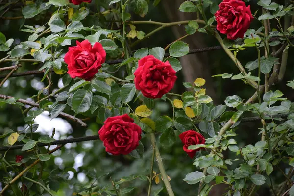 Bahçedeki kırmızı güller.